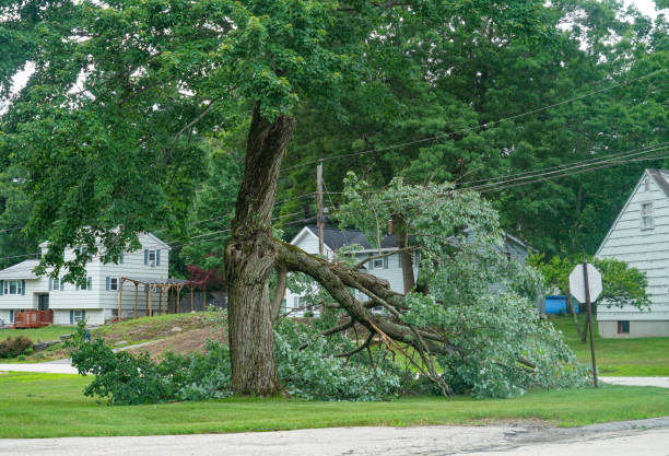 Tree Health Inspection in Plainfield, IL